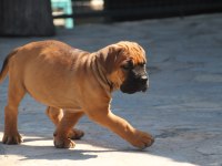 FCI-KIF SECERELİ SAFKAN CANE CORSO YAVRULAR (FAWN)