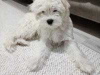Maltese - Malta Terrier 3 aylık