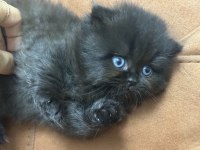 Oyun Meraklısı scottish fold Minnoşlar