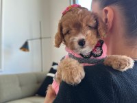 Türünün en güzeli maltipoo