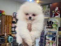 Ukrayna doğumlu Pomeranian yavrular