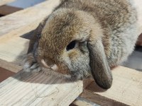 Hollanda mini lop cüce tavşan