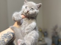 British Shorthair Lilac Rengi