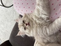 British longhair yavrularımız yeni sahiplerini arıyor