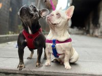 Anatomi Harikası Lilactan platinum French Bulldog