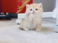 Şecereli anne babadan show kalite erkek bebek kedimiz
