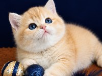 British shorthair ve longhair golden yavrular