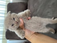 3 adet blue point 1 lilak british shorthair
