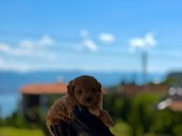 Maltipoo Dişi Erkek Bebekler