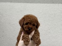 Kore Kan Poodle Bebekleri