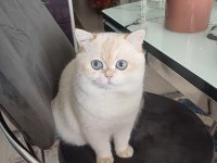 Sevimli kedicik bal