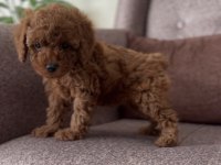 Safkan Kore Poodle Bebekler