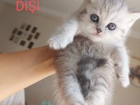 British yavrularımız teslime hazır