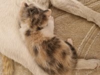 2 Haftalık Karma British Longhair