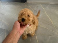 Toy poodle