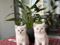 Brıtısh Shorthair Sılver Yavrularım