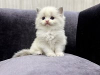Ragdoll bebeklerimiz