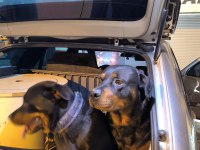 Mükemmel ahlaklı anne babadan gelen asaletli rottweiler