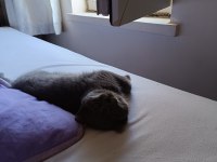 2 Aylık Yavru British Longhair