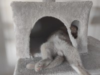 8 aylık özel renk lilac scottish fold