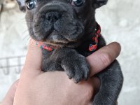 A KALİTE BLUE DİŞİ FRENCH BULLDOG YAVRUM