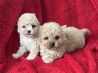 50 günlük f3 maltipoo bebekler poodle ayarında