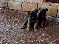 Son İki Yavru Belçika Kurdu