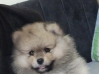 Pomeranian boo köpeğimiz