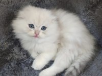 İstanbul içi 7/24 Adrese teslim British longhair