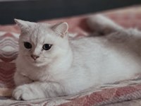 British Shorthair Golden Erkek