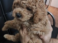 TOY POODLE KÖPEKLER