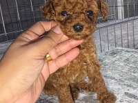 micro kore teacup poodle
