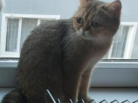 Safkan british shorthair
