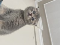 Safkan scottish fold
