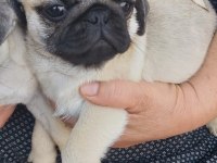 Pug Mops Bebekleri