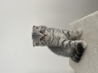 Scottish fold yavruları ailesini bekliyor