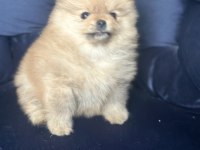 Pomeranian boo yavrular ırkına uygun