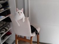 Erkek Van Kedisi