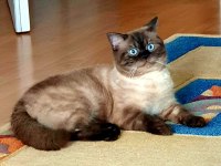 Show kalite birman kedisi yavrular