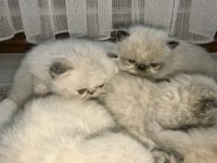 SAFKAN İRAN KEDİSİ YAVRULARI
