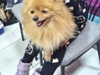 Pomeranian Boo Dişi