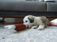 Terrier Köpeği