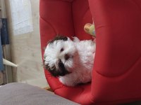 Shih tzu bebek