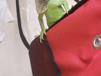 4 aylık iguana