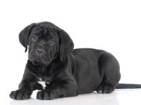 A scrli anne babadan cane corso yavrular kapıda ödeme