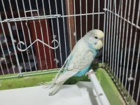 Satılık muhabbet kuşları