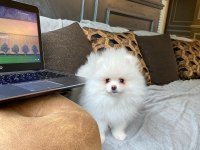 POMERANİAN BOO YAVRULARI 