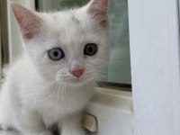 İki gözü farklı yavru kedimiz