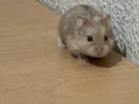 Gonzales Hamster sahiplendirme