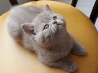 British Shorthair lilac cinsi